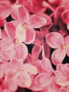 Цветы сирени обои