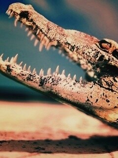 Крокодил разинул пасть обои