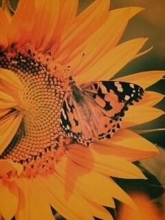 Бабочка на подсолнухе обои