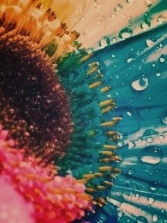 Цветик семицветик обои