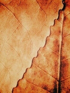 Текстура желтых увядших листьев обои