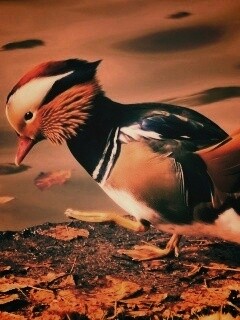 Уточка - мандаринка обои