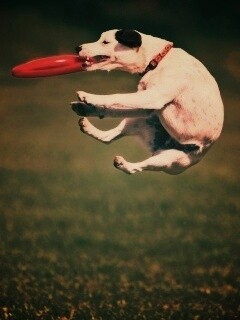 Ловкач обои