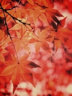 Осенние листья обои