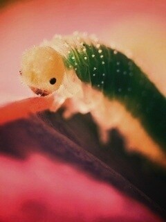 Гусеница бабочки на лепестке обои