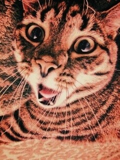 Спалившийся на ковре кошак обои