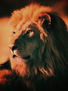 Царь зверей обои