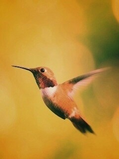 Маленькая колибри обои