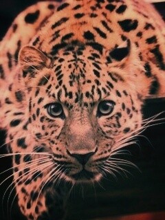 Леопард в зоопарке обои