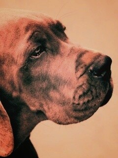 Грустная собака обои