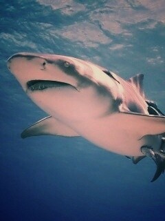 Красивая глубоководная акула обои