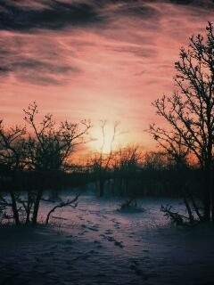 Закат в зимнем лесу обои