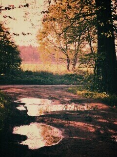 Лесная дорога обои