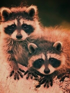 Полосатики обои