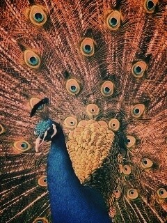 Павлин, говоришь... обои