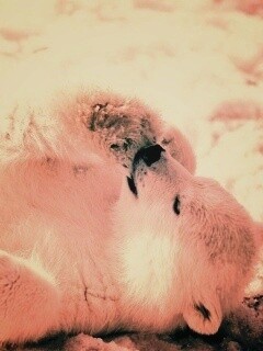 Мишка на севере обои