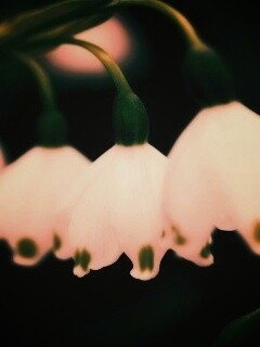 Белые ландыши обои