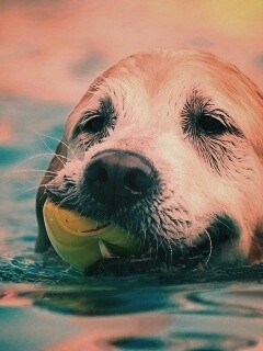 Пёс с игрушкой в зубах обои