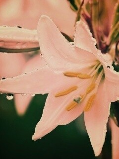 Белая лилия обои