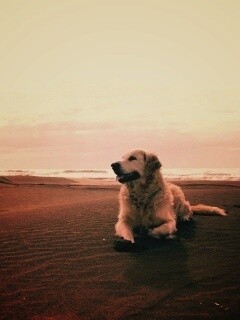 Красивая собака на оранжевом песке обои