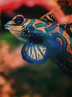 Разноцветная рыбка обои