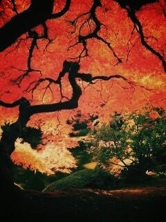 Под оранжевой кроной обои