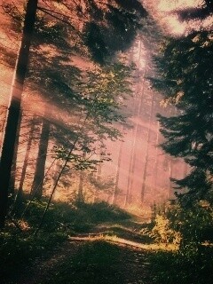 Тропа в лесу обои