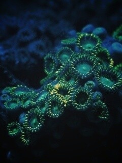 Морское дно обои