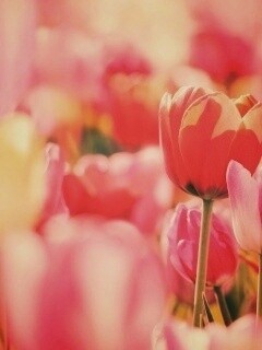 Красивые тюльпаны обои