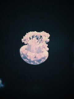 Медуза обои