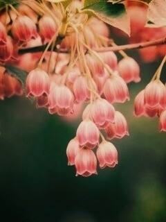 Красные колокольчики обои