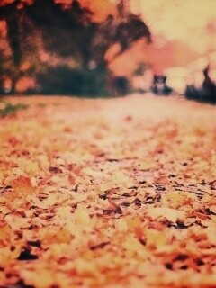 Осенние листья обои