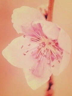 Сама нежность обои