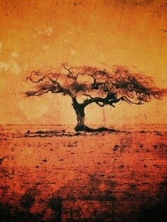 Гранжевое дерево в саванне обои