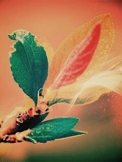 Разноцветные листья обои