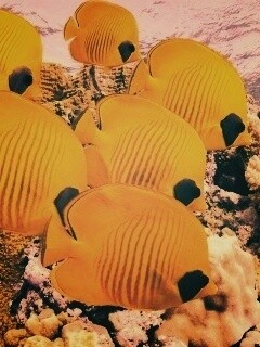 Желтые рыбки обои