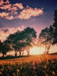 Лучи солнца на траве обои