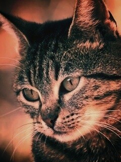 Кот усатый обои