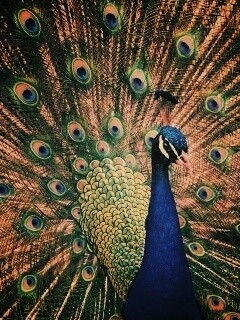 Красивый павлин обои