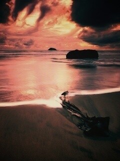 Коряга на пляже обои