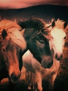 Мустанги обои