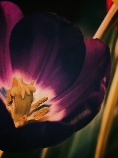 Фиолетовый цветочек обои