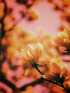 Желтые цветы распустились обои