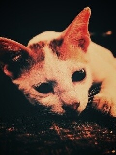 Белый кот на черном полу обои