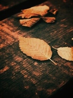 Опавшая листва обои