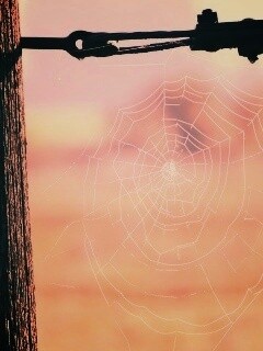 Паутина 51 обои