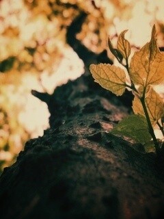 Ствол дерева обои