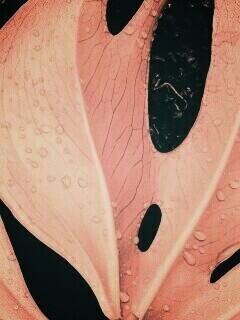 Белый лист обои