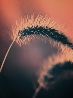 Травинка обои