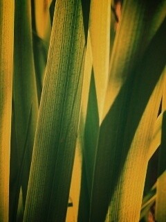 Стебли травы обои